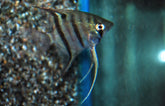 Pterophyllum scalare Maanvis Leopoldi maat s